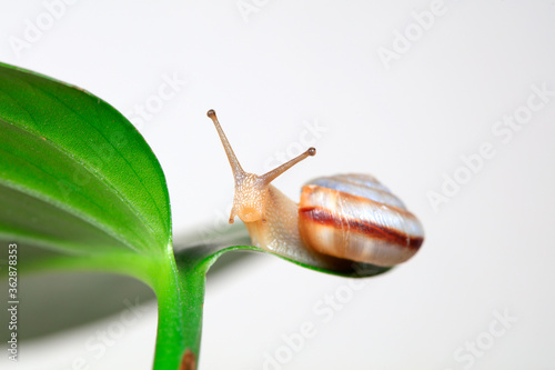 Snails on green leaves