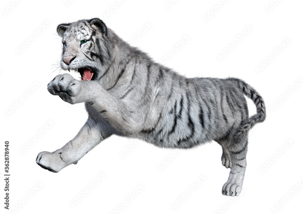 Obraz premium 3D Rendering White Tiger on White