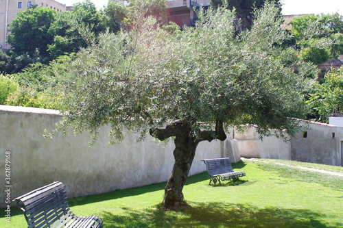 Garden of the Capuchins in Cagliari (Orto dei Cappuccini), Sardinia, Italy photo