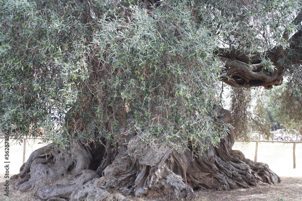 Secular olive grove in Sardinia, Italy (S'Ortu Mannu in Villamassargia) Secular olive grove in Sardinia, Italy (S'Ortu Mannu in Villamassargia)
