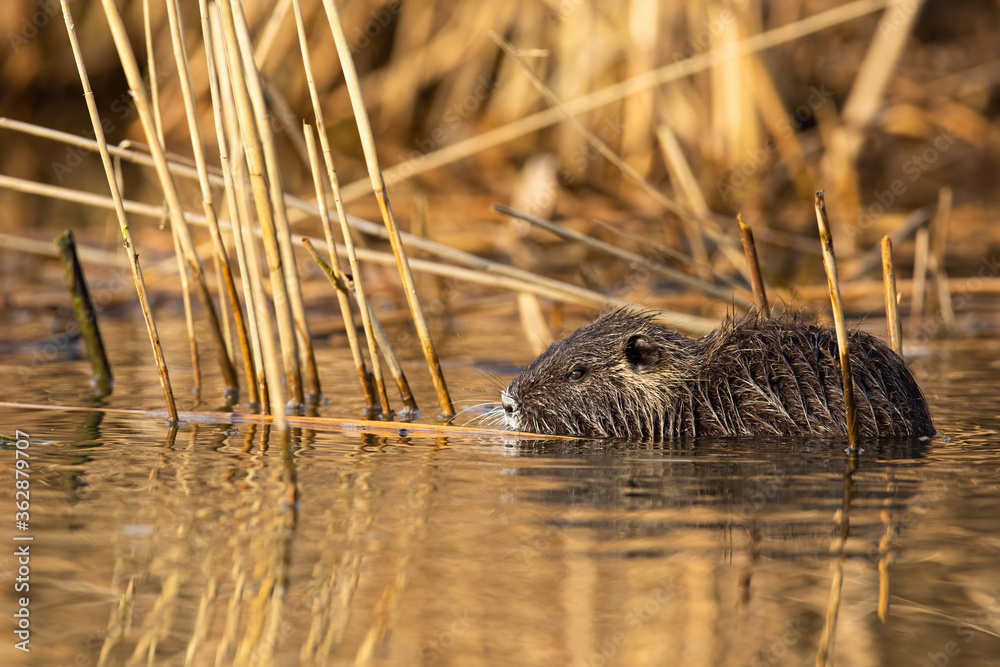Calm nutria, myocastor coypus, swimming inside marsh in summer nature. Wild river rat floating in water. Uninterrupted small mammal resting in swamp in reed.