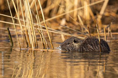 Obraz na płótnie Calm nutria, myocastor coypus, swimming inside marsh in summer nature. Wild river rat floating in water. Uninterrupted small mammal resting in swamp in reed. w salonie