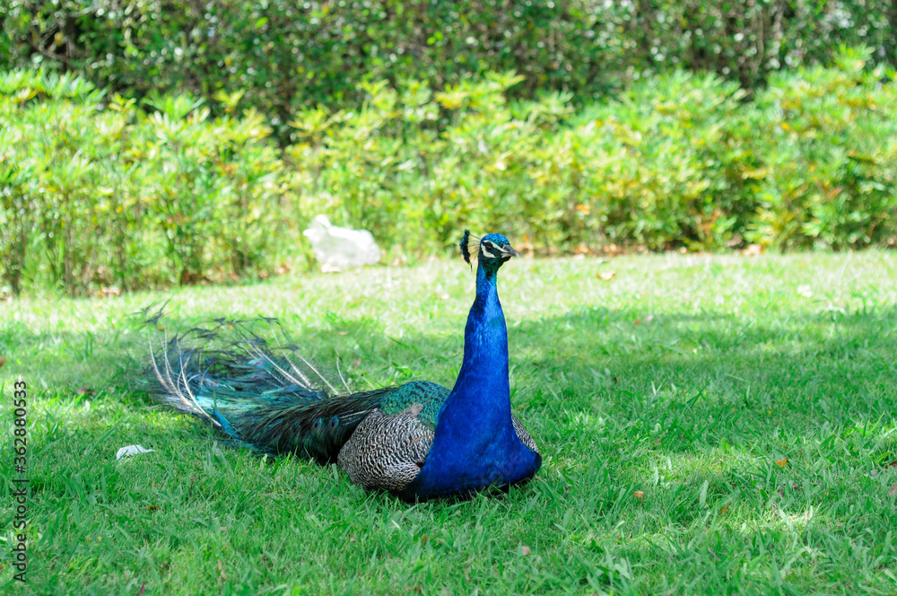 Fototapeta premium Blue peacock with bright colored tail in a green park