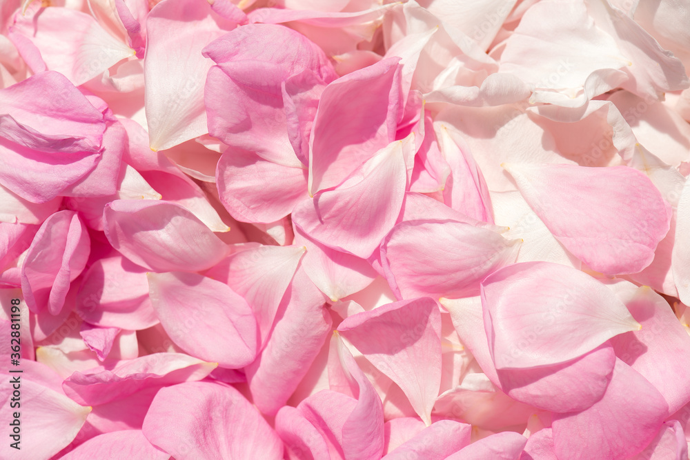 Background of pink and white rose petals