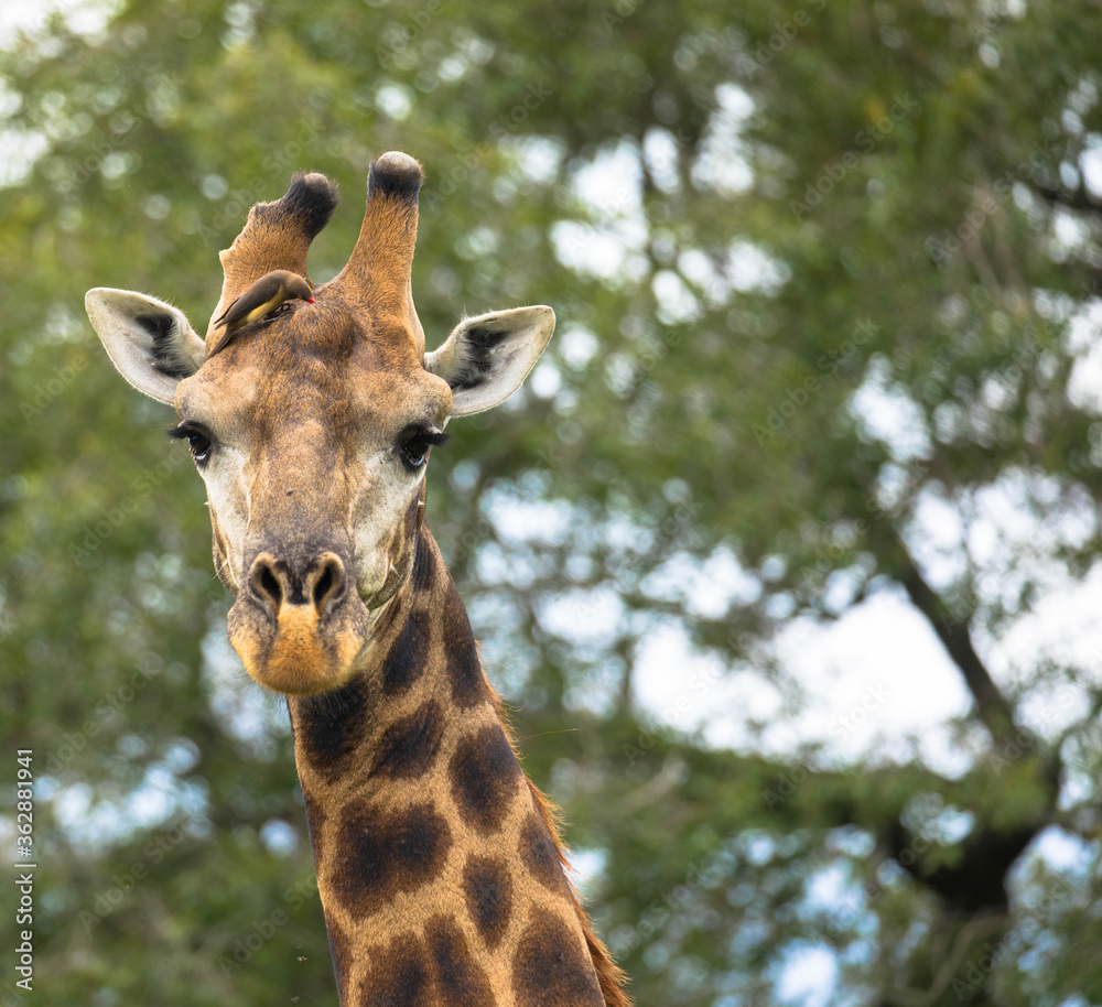 Close up of a giraffe with a oxpecker bird on his head