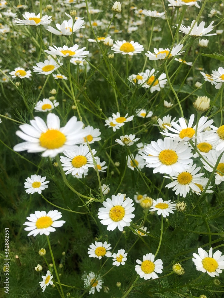Obraz premium Beautiful view white daisies in the field