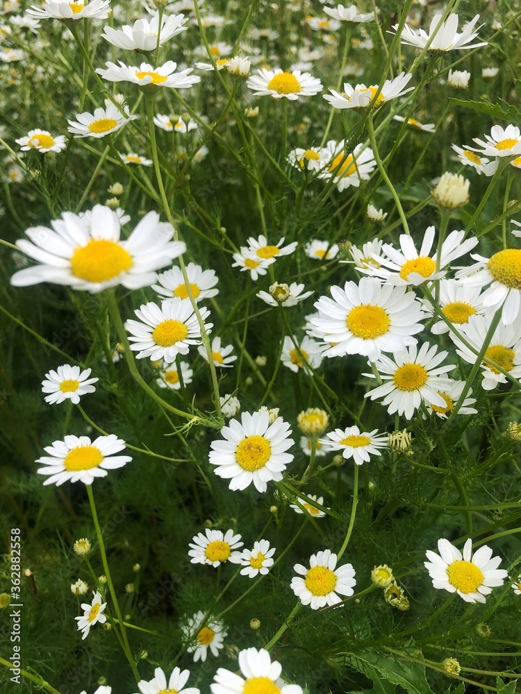 Obraz premium Beautiful view white daisies in the field