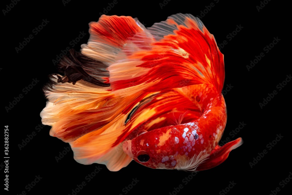 Fototapeta premium Rhythmic of Betta siamese fighting fish betta splendens (Halfmoon long tail fancy Koi Muiti color ),isolated on black background.
