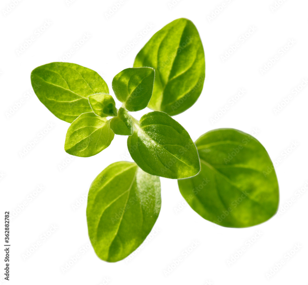 Oregano Oregano