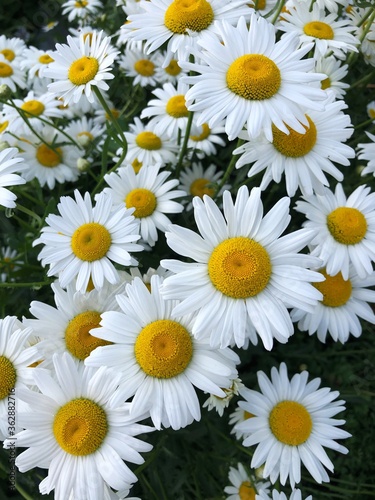 Beautiful view white daisies in the field