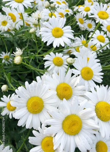 Beautiful view white daisies in the field