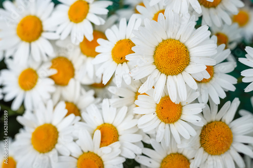 Beautiful chamomile flowers close-up. Close up background of fresh white chamomile daisy flowers 