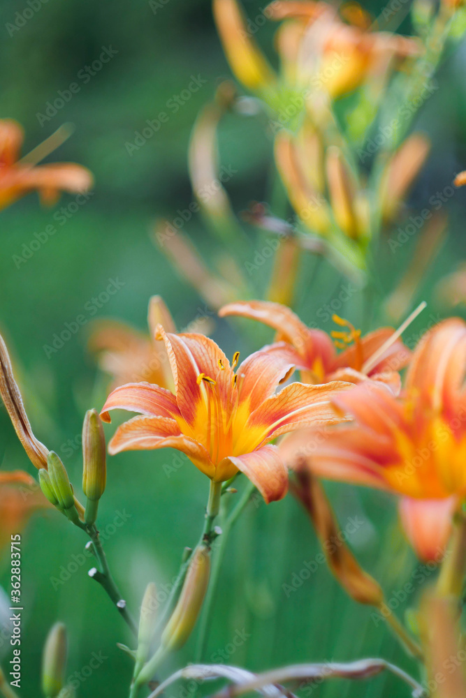 Fototapeta premium Orange lilies in the summer garden. Vibrant floral wallpaper. Vertical orientation. 