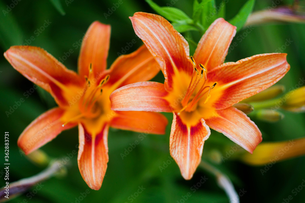 Orange lilies in the summer garden. Vibrant floral wallpaper. Orange lilies in the summer garden. Vibrant floral wallpaper.