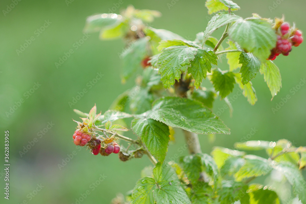Raspberry bush close up. Berries on branch. Copy space. Summer food