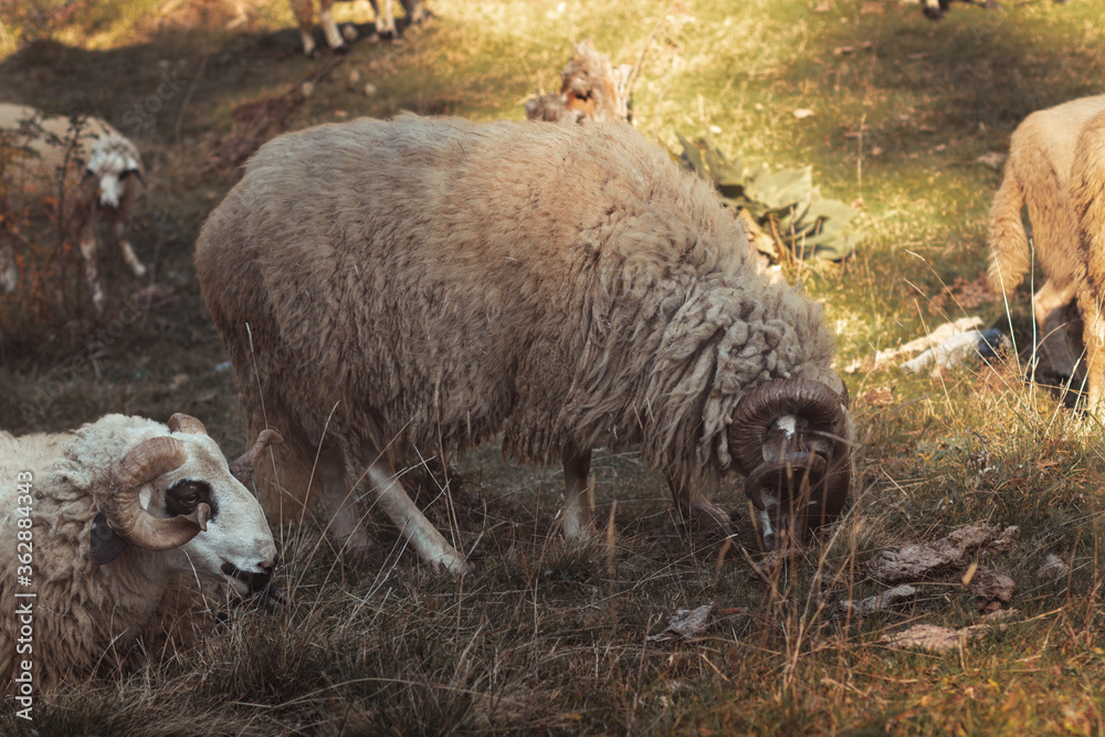 portrait of resting rams grazing on wild field