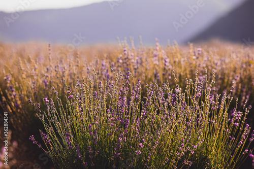 The plantation where wonderful lavender is grown