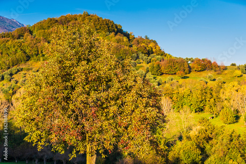 Fototapeta Naklejka Na Ścianę i Meble -  Autumn
