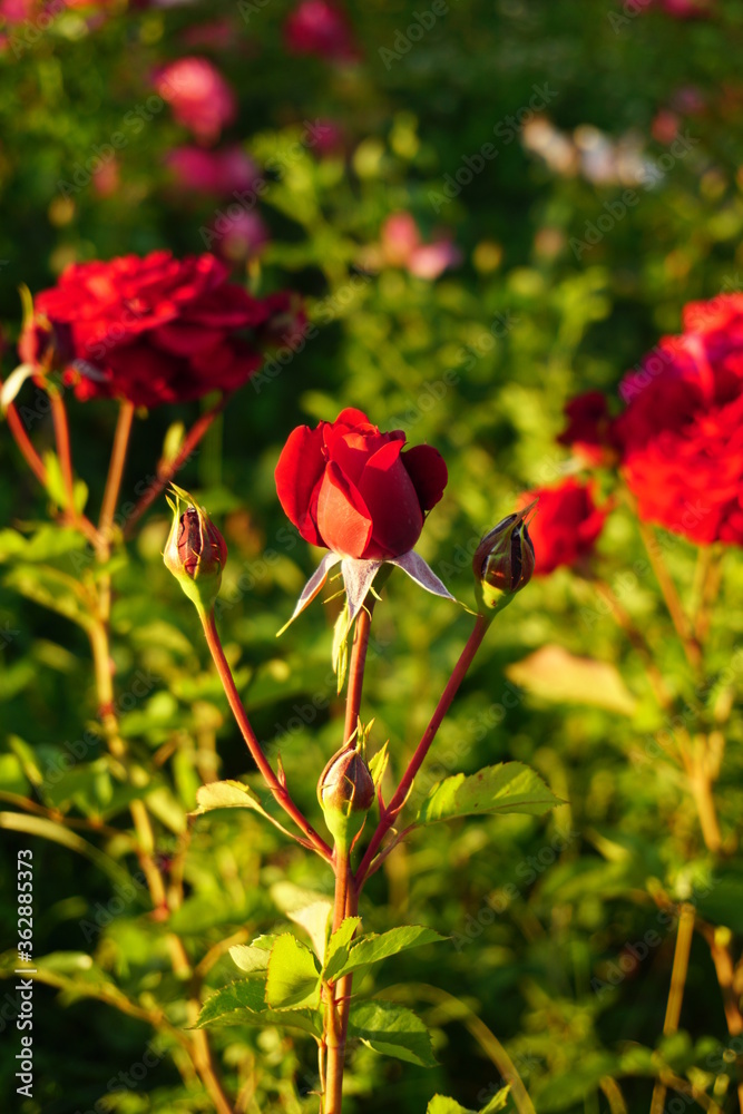 Colourful flowers at the park in Ankara. Colourful flowers at the park in Ankara.