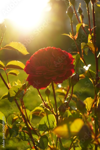 Colourful flowers at the park in Ankara.