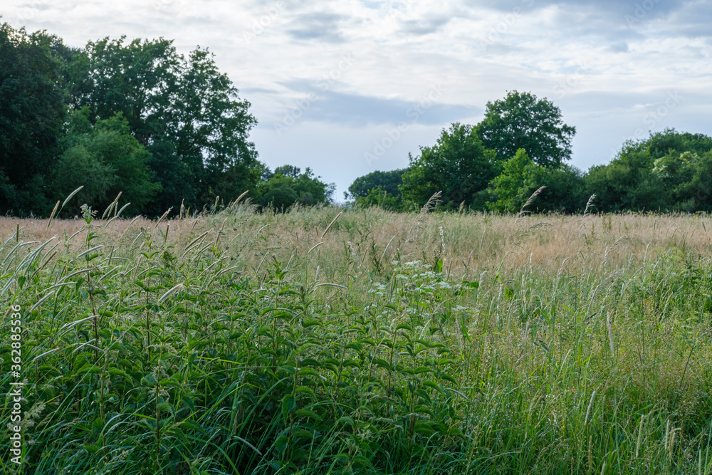 Fototapeta premium Blumenwiese 