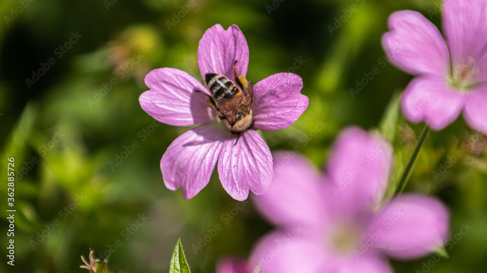 Biene bestäubt eine Blume Biene bestäubt eine Blume