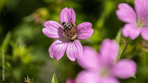 Biene bestäubt eine Blume © Andre