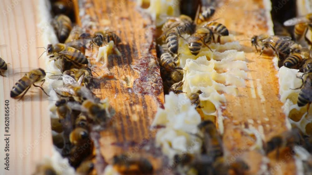 Work bees in hive. Bees convert nectar into honey and cover it in honeycombs. Beekeeping. Work bees in hive. Bees convert nectar into honey and cover it in honeycombs. Beekeeping.