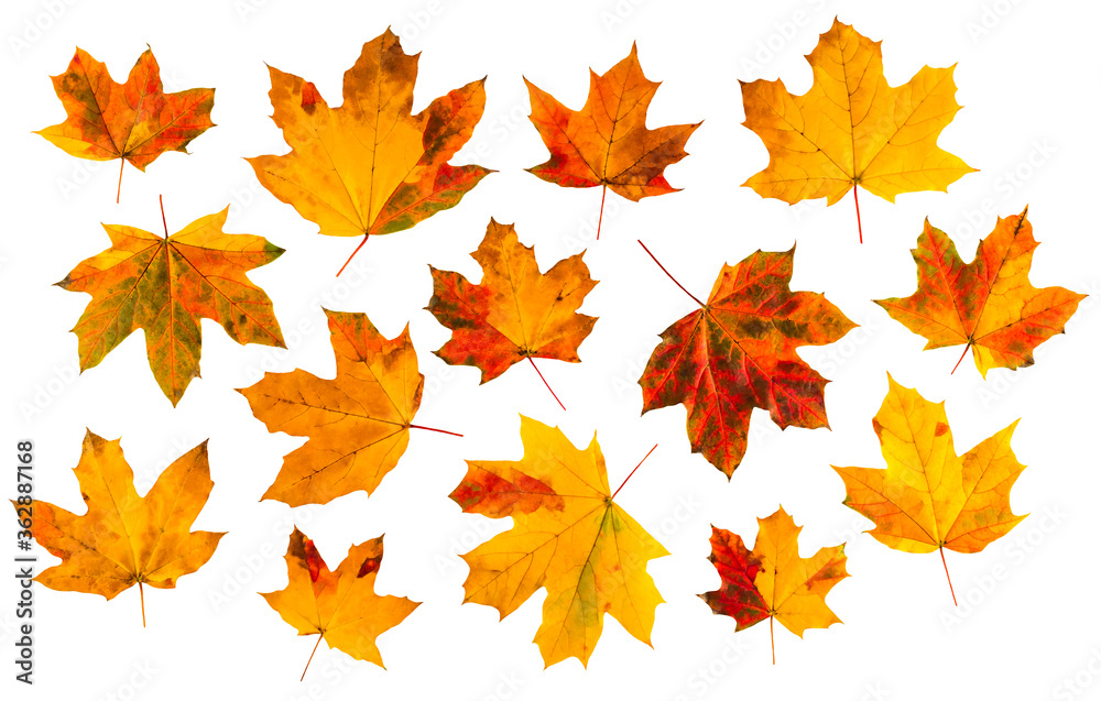 Colorful autumn leaves on white background