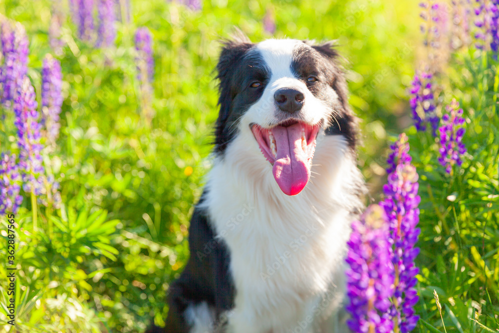 Outdoor portrait of cute smiling puppy border collie sitting on grass, violet flower background. Little dog with funny face in sunny summer day outdoors. Pet care and funny animals life concept