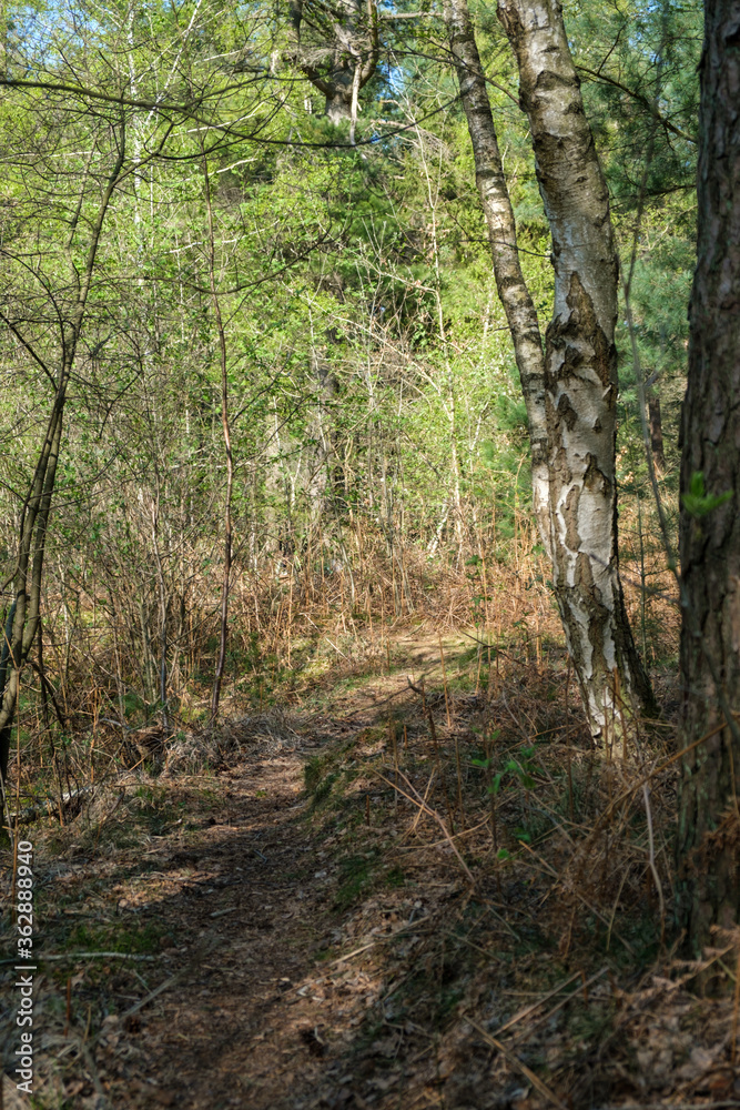 Natur Wald See Natur Wald See