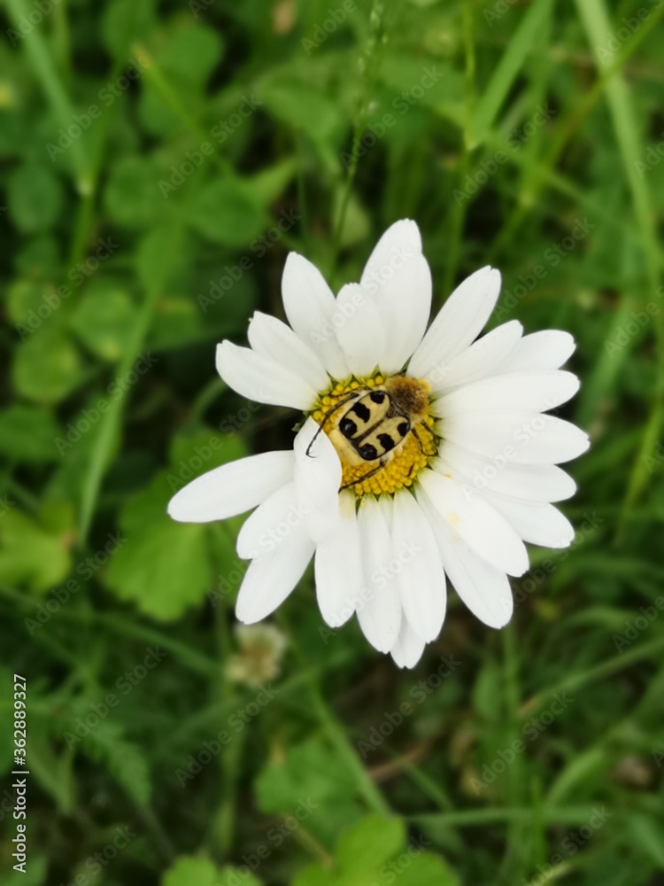 Obraz premium bee on flower