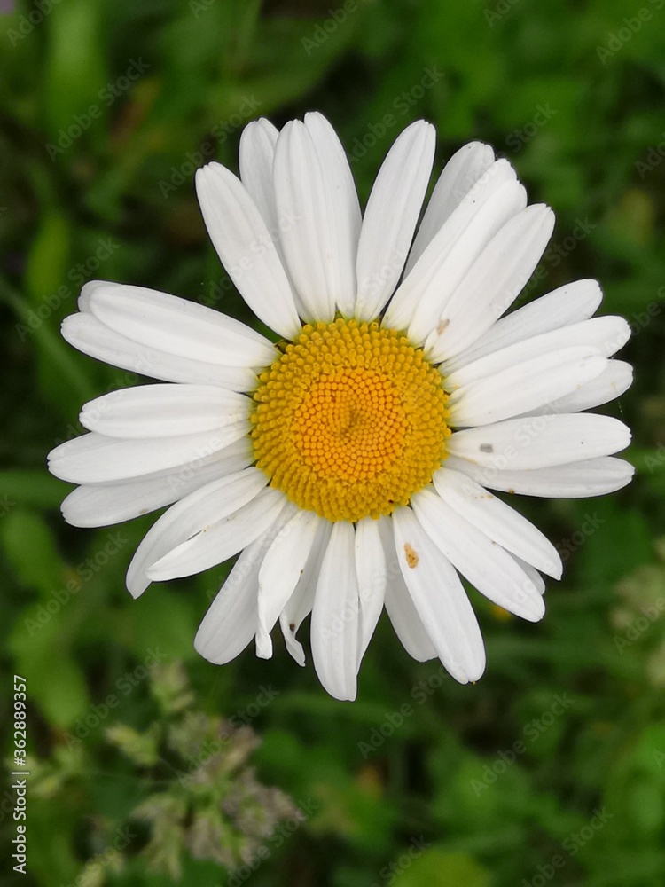 Fototapeta premium white daisy flower