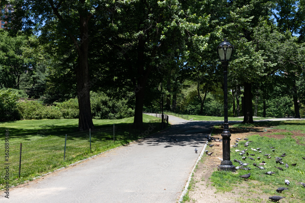 Empty Trail with Green Trees and Plants at Central Park in New York City during Spring with a Street Light