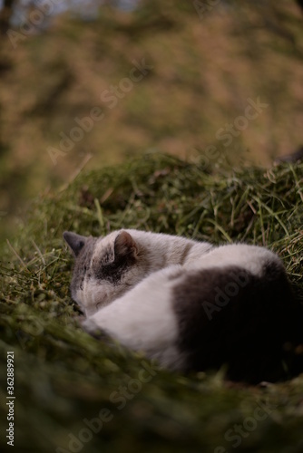 cat resting in the hay on cloudy day © badescu