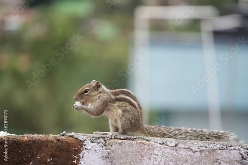  squirrel on the wall 