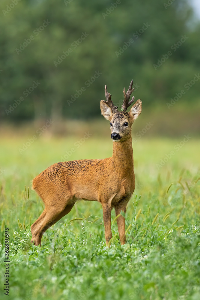 Vital roe deer, capreolus capreolus, male standing on field during the summer. Impressive buck staring on meadow with blurred background. Wild mammal observing in grass from side. Vital roe deer, capreolus capreolus, male standing on field during the summer. Impressive buck staring on meadow with blurred background. Wild mammal observing in grass from side.