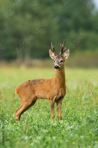 Vital roe deer, capreolus capreolus, male standing on field during the summer. Impressive buck staring on meadow with blurred background. Wild mammal observing in grass from side.