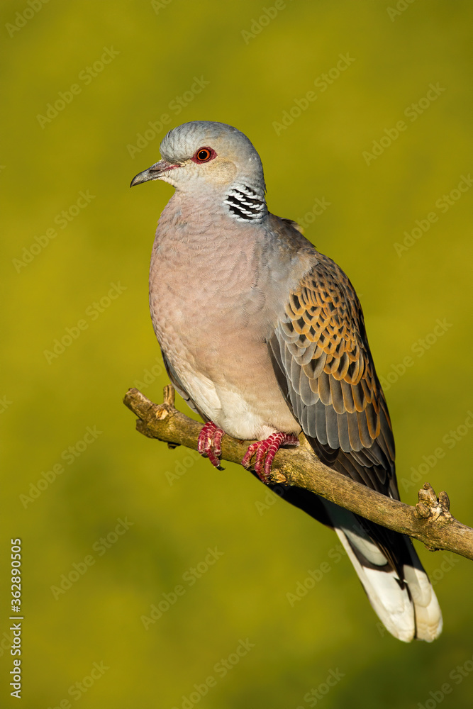 Fototapeta premium Adorable european turtle dove, streptopelia turtur, sitting on branch in summer. Beautiful bird looking from bough. Colorful pigeon resting on twig during the summertime.