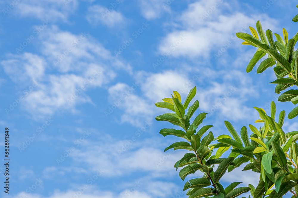 Green Leaf and branch of a guava tree against blue sky with white clouds.