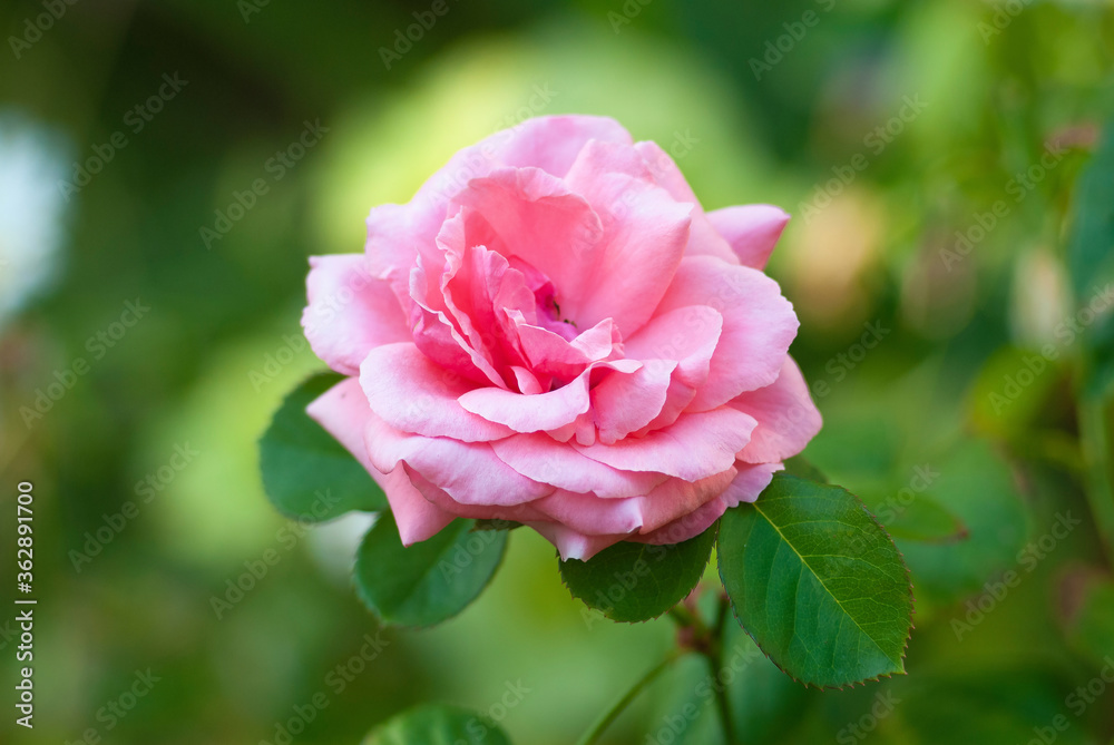 Beautiful pink rose in the garden close-up view with soft light petals. Nature care gardening Beautiful pink rose in the garden close-up view with soft light petals. Nature care gardening