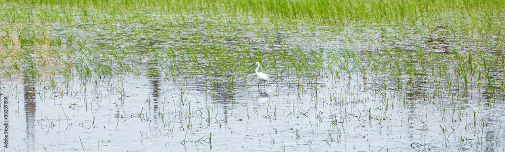 Little Egret (Egretta garzetta) Feasting on Fishes in a field meadow.; Little Egret (Egretta garzetta) Feasting on Fishes in a field meadow.;
