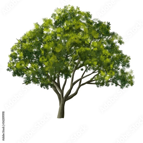 tree side view for landscape and architecture elements
