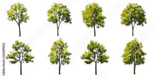 Set of tree side view for landscape and architecture elements 