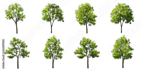 Set of tree side view for landscape and architecture elements 