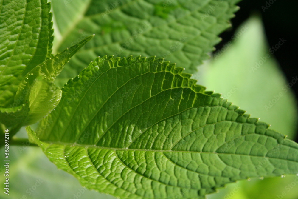 close up of green leaf close up of green leaf