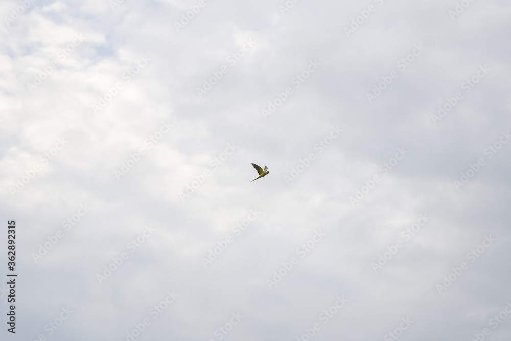 Lone parrot flying against the white clouds.