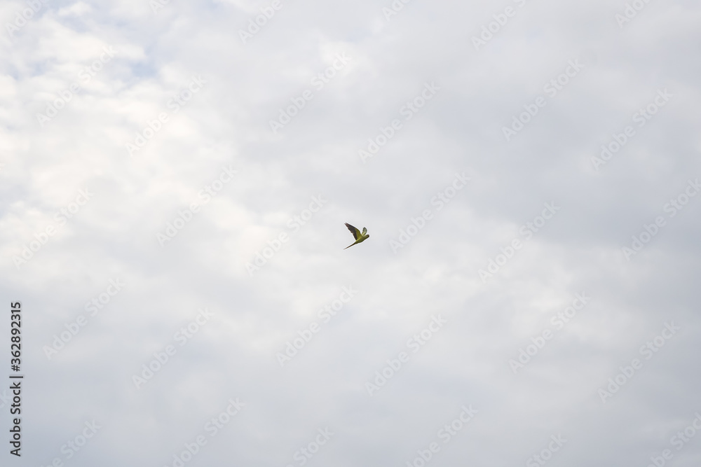 Lone parrot flying against the white clouds. Lone parrot flying against the white clouds.