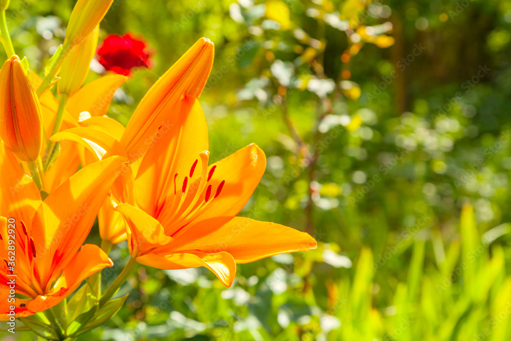 orange lily in the garden with green background