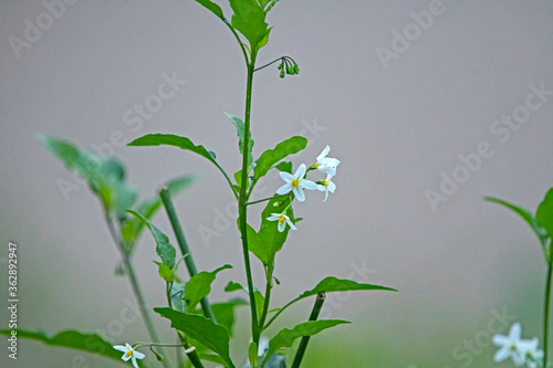 Foto Eastern black nightshade - Solanum ptycanthum - or deadly nightshade flowers
